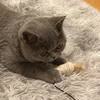おけい
