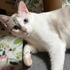 HuhCat