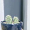 memi