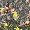 さかな