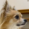 しっぽ