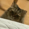 きっと猫