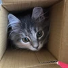 ばなな
