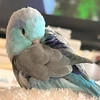 noa
