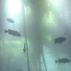 俺が僕で私だ