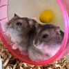 はむ