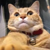昼猫