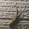 かずき