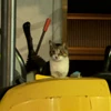 すてぃーぶ500