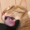 りつ