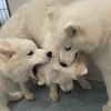 りばち