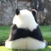 yasukong