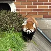 Tomo