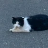 せかいへいわ