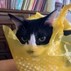 あさこ