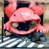 日向たむ