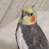 さるやん