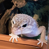 miu