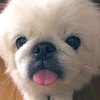 柊