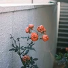 ナナワレ