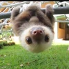 キャロット26