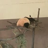 れい