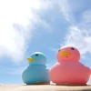 わく