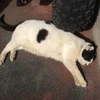 ネ