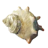 AOKI