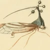 まおう