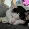 そよよ