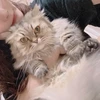 きっと猫