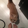 ぷににこ