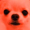 YY