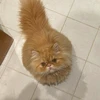 みーちゃん