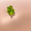 clover