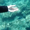 のん