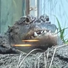 さえ