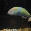 もだ
