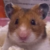 ゴルハム