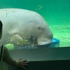 だお