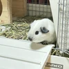 ちゃんまい