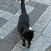 くろねこ