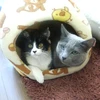 まちゅくみ