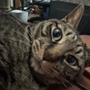 なるぱんまん