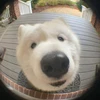 のん