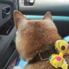 みかん