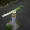 瀧田