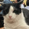 いだ