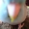 koki